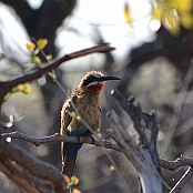 "White-fronted Bee-eater" Kruger National Park, South Africa